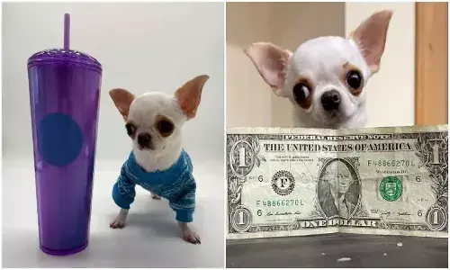 Chihuahua From US Set New Guinness World Record For Being The