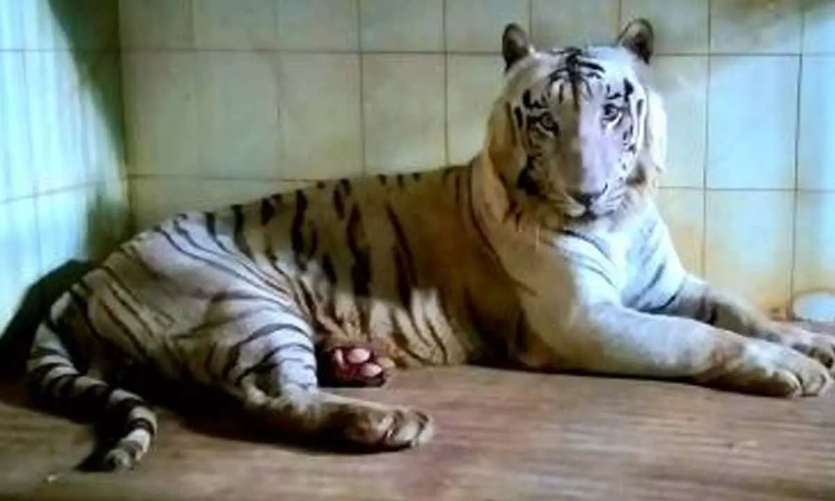 The newly added white tiger at SVZP, Tirupati