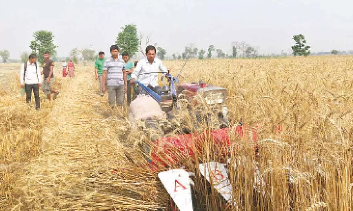 Should India export wheat to Nepal?