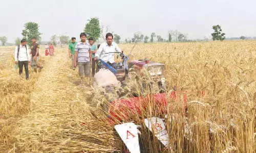 Should India export wheat to Nepal?