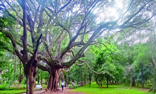 Environmentalists outraged by renovation work in Cubbon Park
