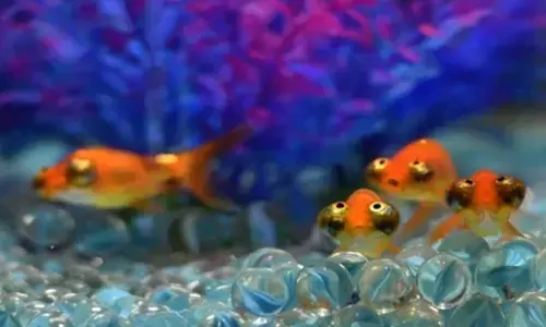 National fish museum to open in Lucknow today