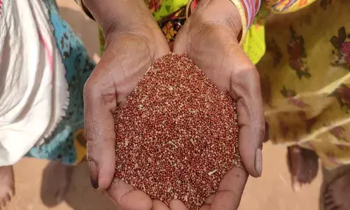 Millets Mission running into hurdles in Dhenkanal