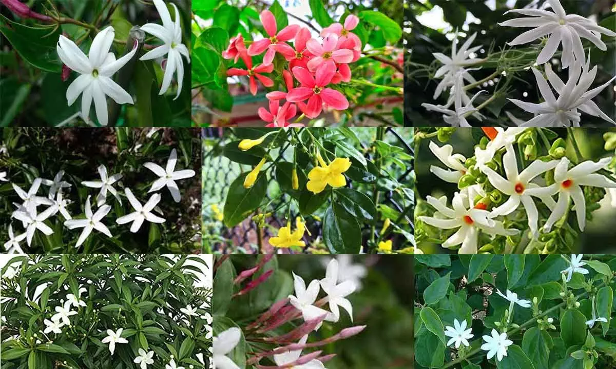 10 types of Jasmine shrubs, which you can add it to your garden