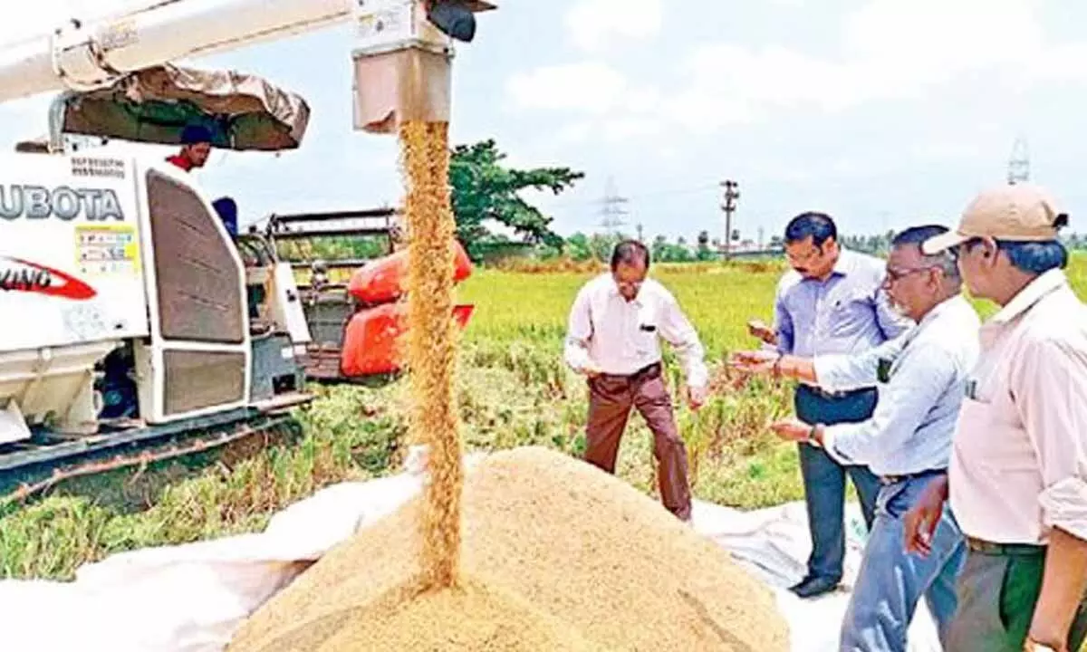 The Agriculture department officials inspecting the grain received by the harvesting machine in Anaparthi constituency of East Godavari district on Sunday