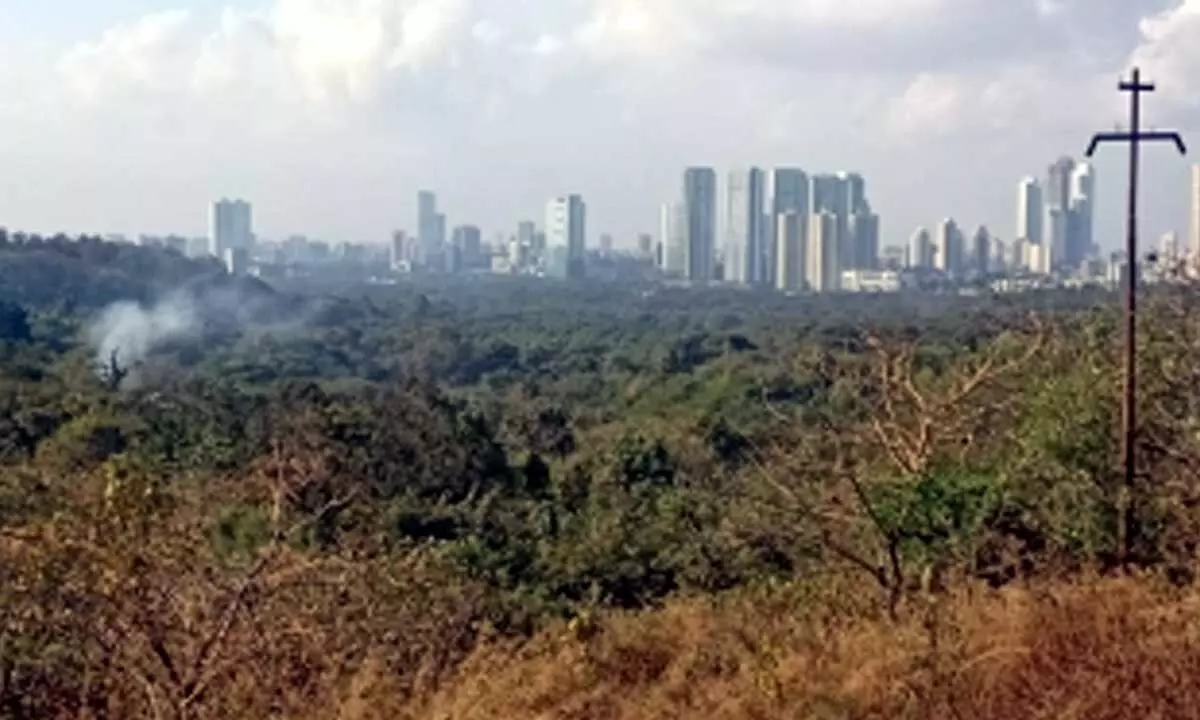 Think, you can take court for a ride, Supreme Court penalises Mumbai Metro on tree felling in Aarey forest