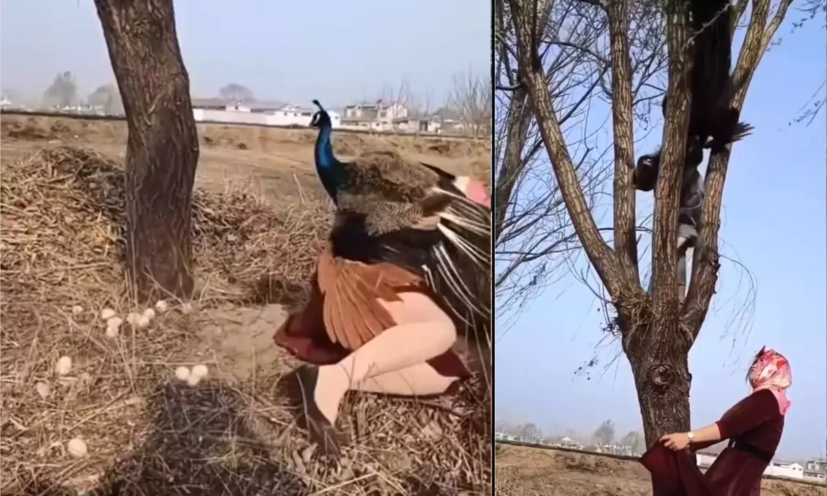 A Peacock Getting Angry On Women For Stealing Her Eggs