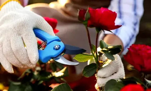 you can grow beautiful roses from cutting using different methods.