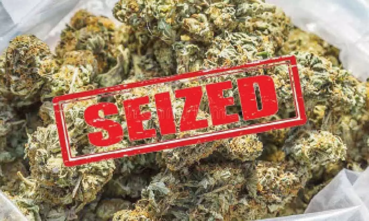 New Delhi: Interstate drug syndicate busted, 52 kg marijuana seized