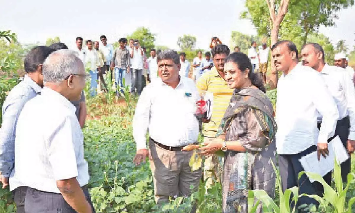 Anantapur: Farmers hailed for adopting natural farming methods