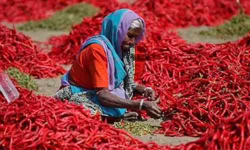 Farmers face ruin as chilli  prices turn less spicy