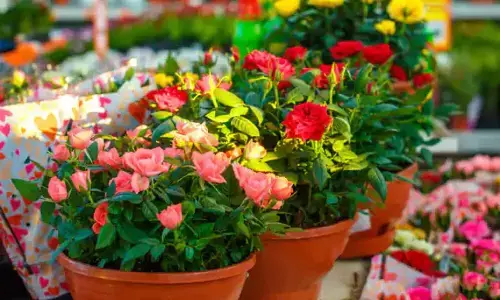 Will provide plants for free at peoples doorstep: Gopal Rai