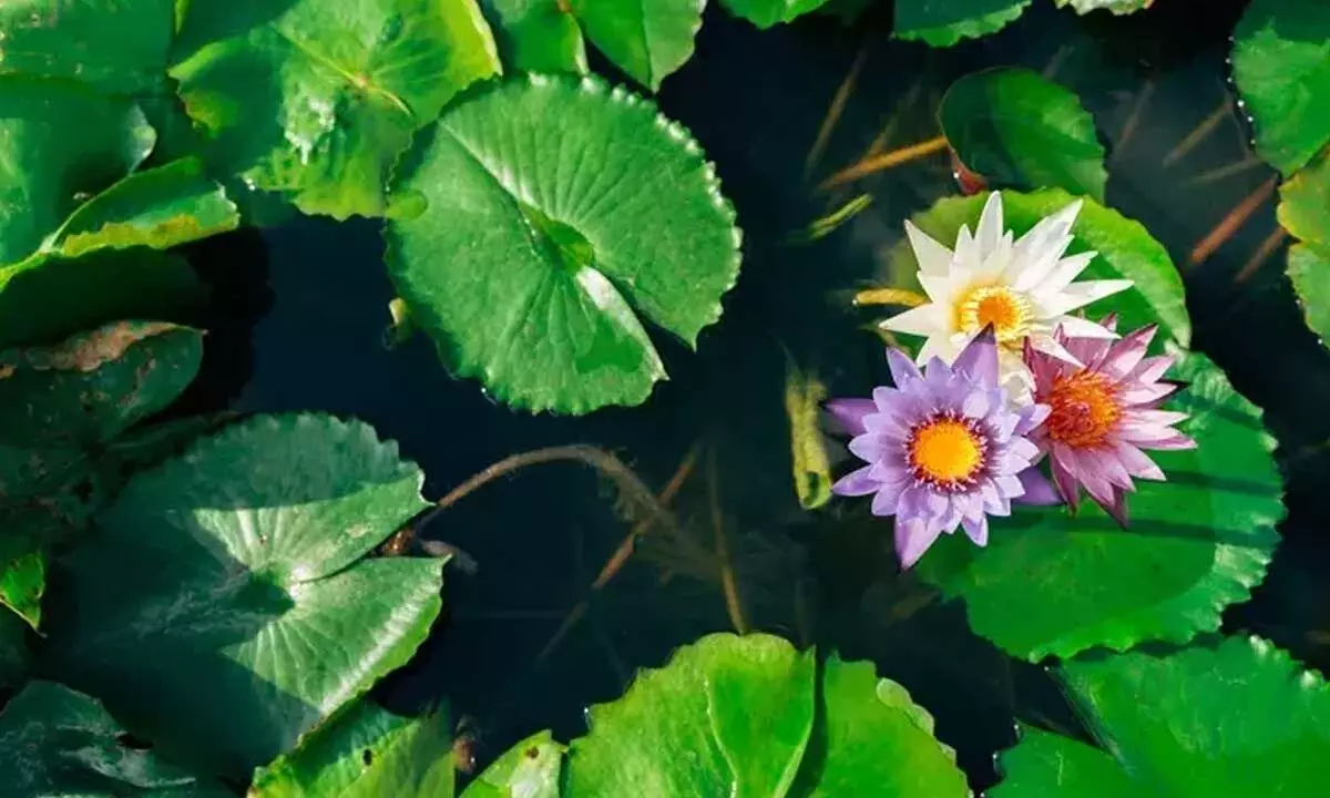 Learn more about 10 Popular Aquatic Flowers that can be grown in Water