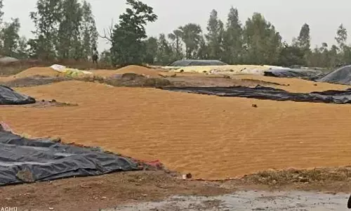 Karimnagar: Rain, thunderstorms damage crops, harvested paddy