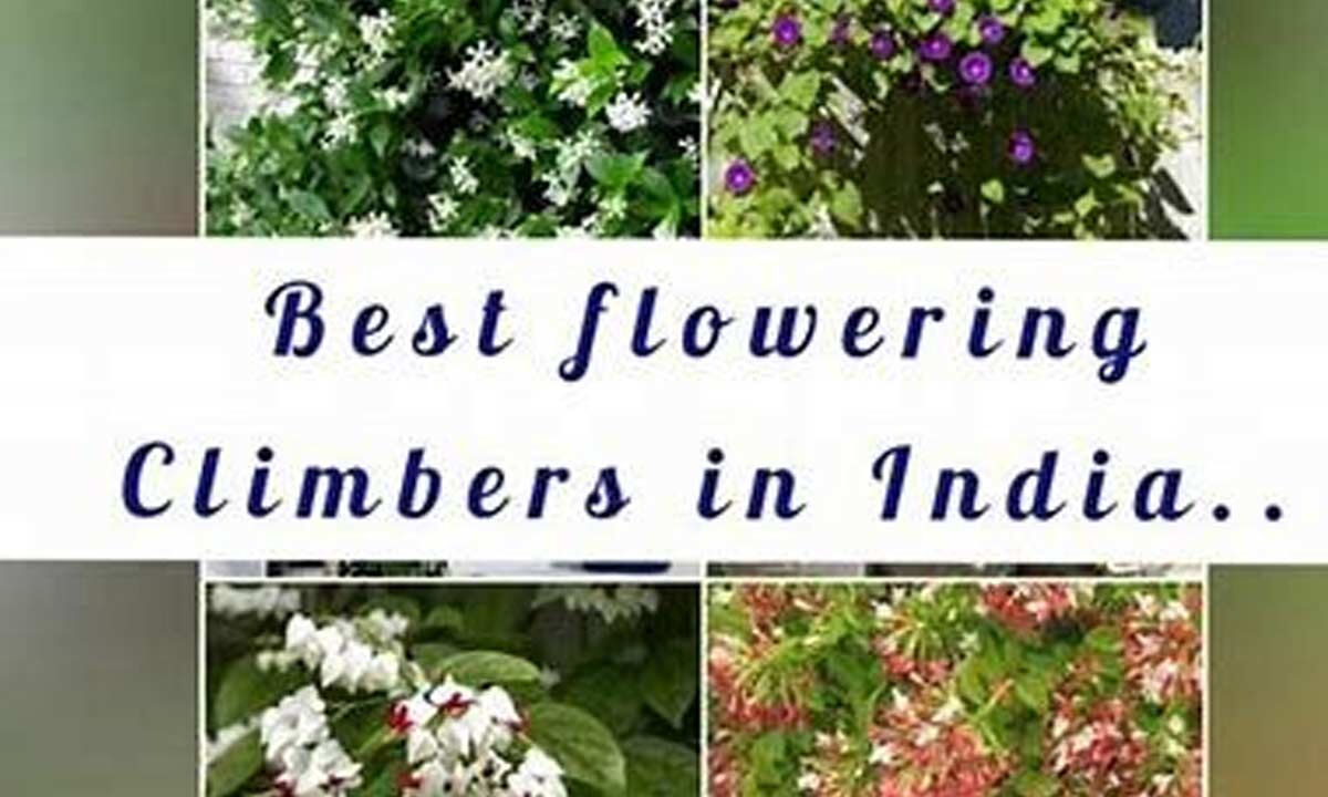 7-best-climbing-plants-for-indian-balconies-and-gardens