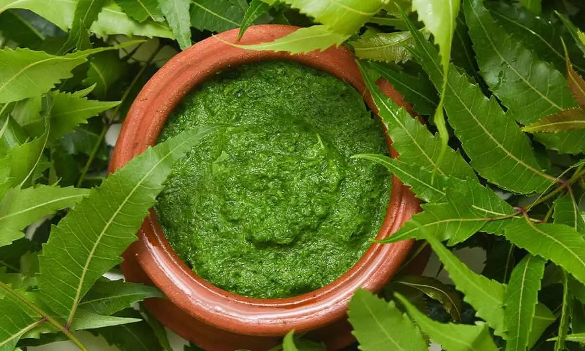Neem Leaves Paste help treat skin infection: learn how to make Neem paste