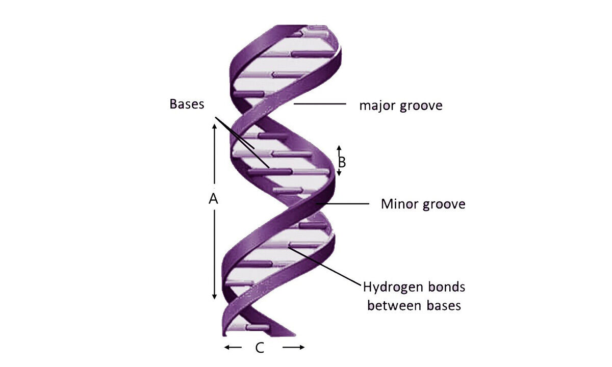 Discovery of a double helix structure of DNA