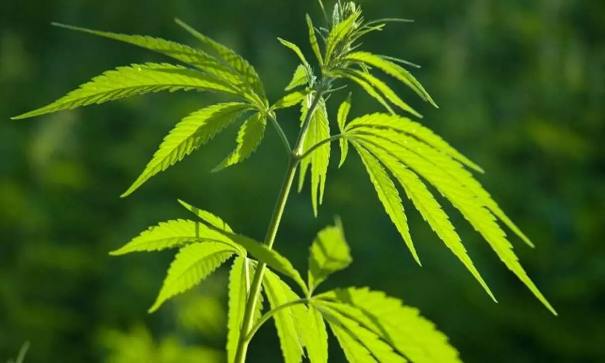 Ganja plant grown in Kothagudem Municipality