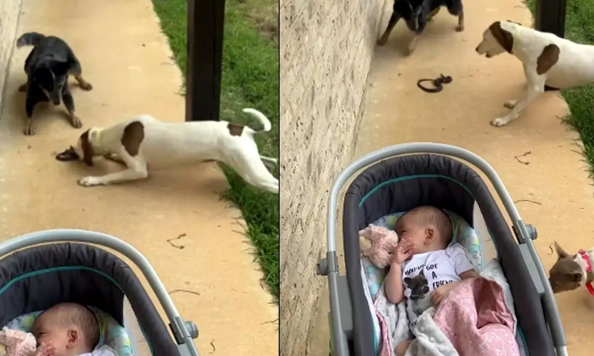 Dogs Saving Baby From Snake