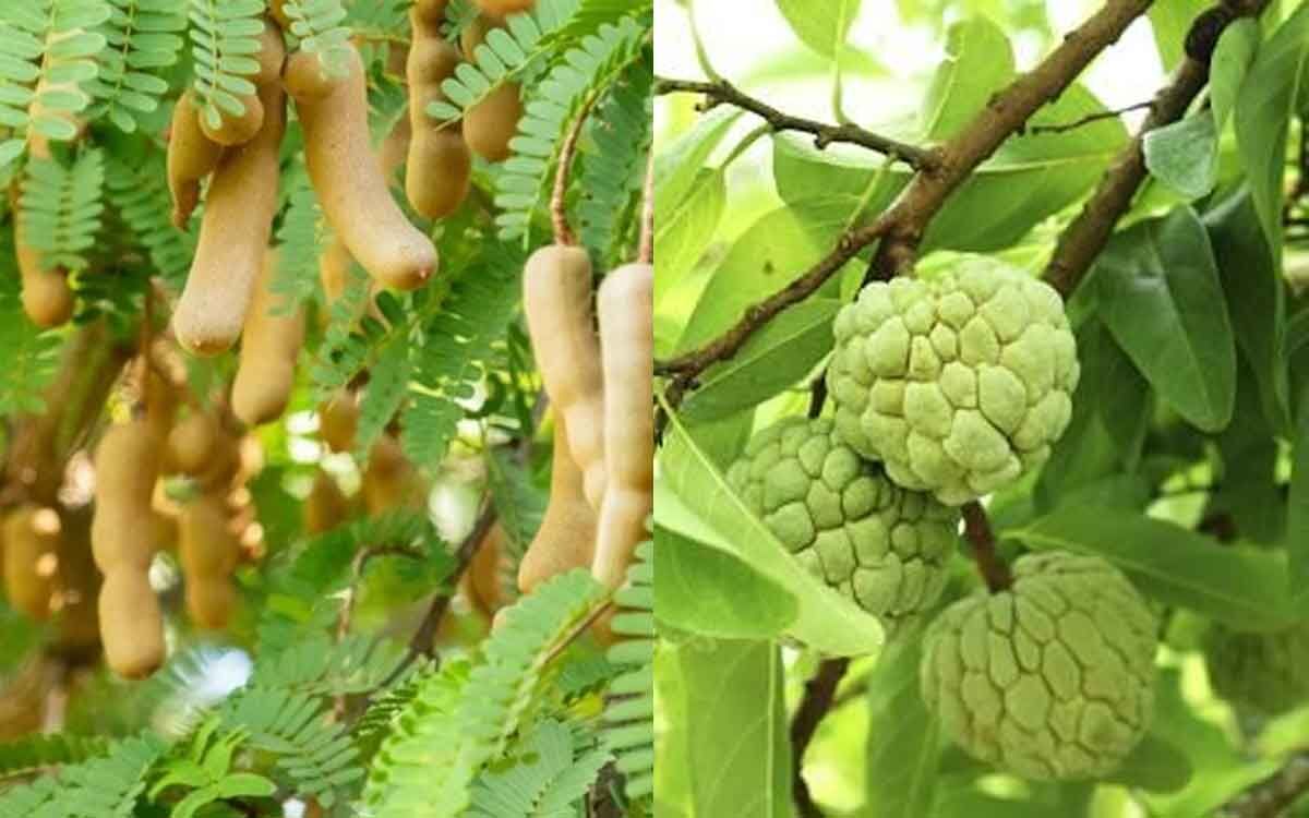 Hyderabad Innovative idea Haritha Haram to get 'fruit' punch