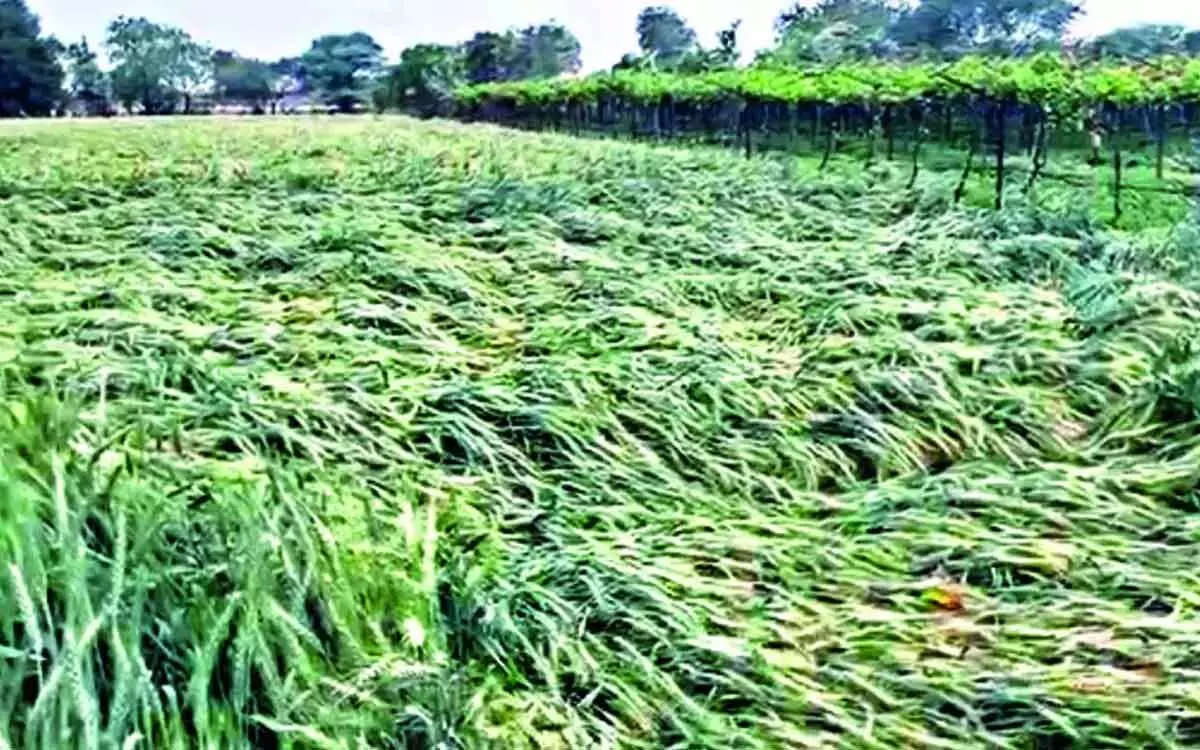 More rain forecast has farmers in Telangana worried