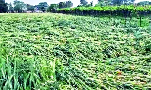 More rain forecast has farmers in Telangana worried
