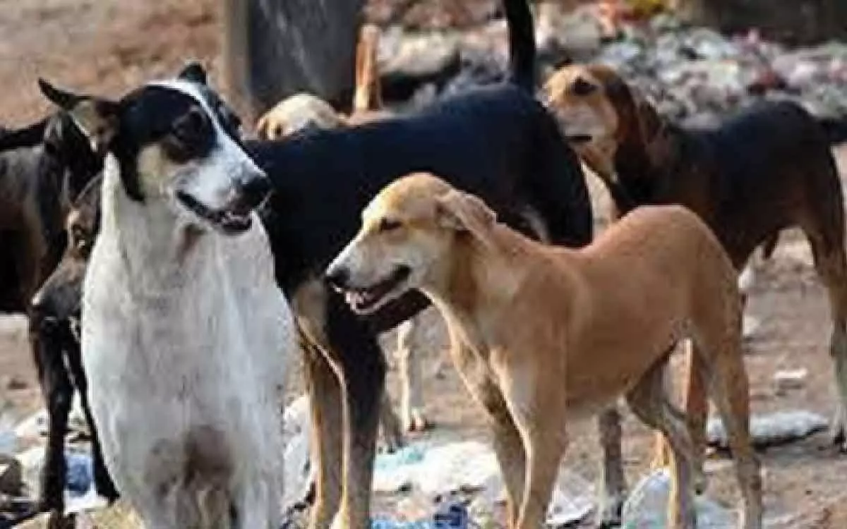 New Delhi: Municipal Corporation of Delhi mulls setting up shelters for stray dogs