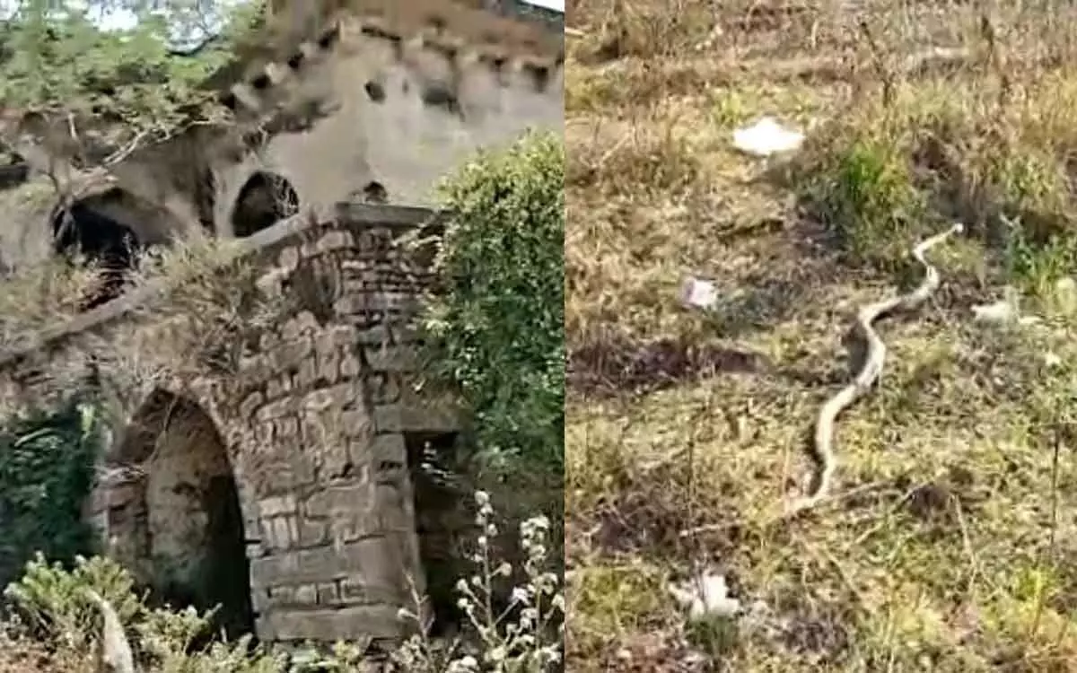 Rangareddy: Youth encounter 10-ft cobra in newly discovered tunnel at Attapurs Mushk Mahal