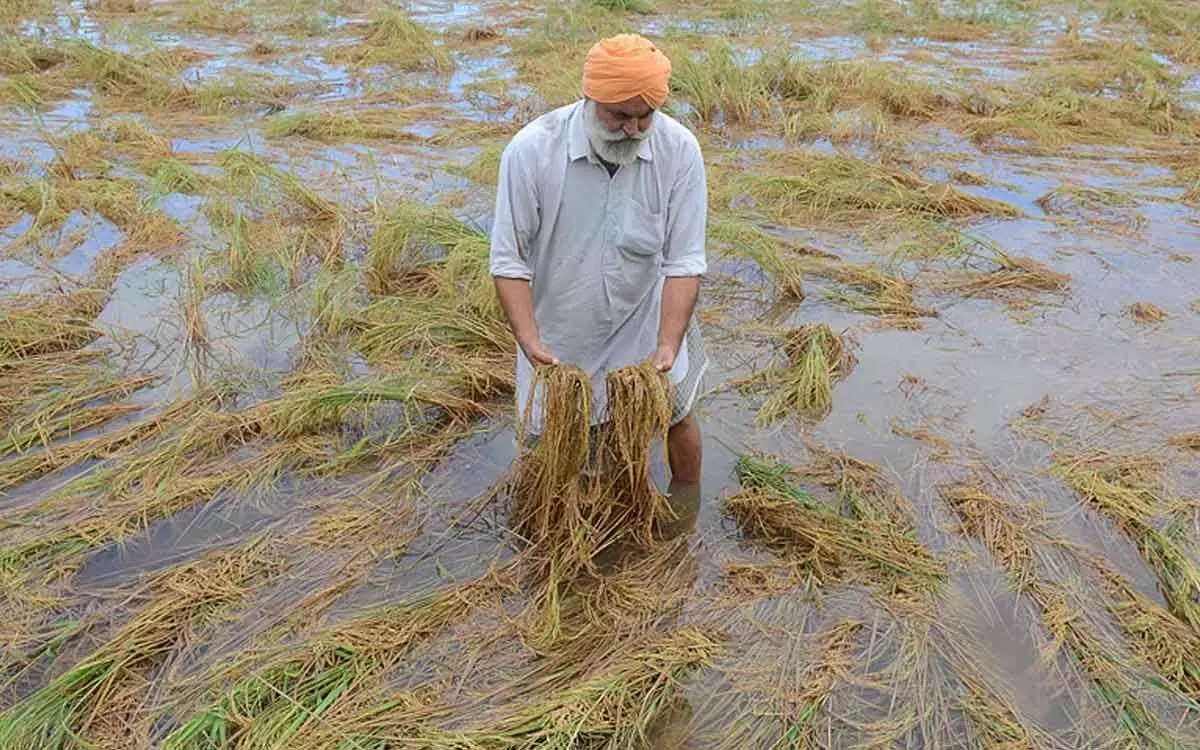 Telangana:Untimely rains add to farmers misery