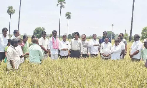 Nizamabad: Rains, hail cause widespread damage to crops in Nizamabad