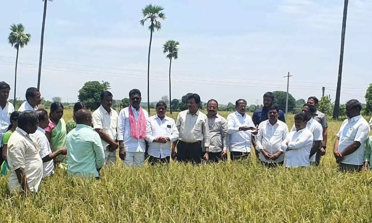 Rains, hail cause widespread damage to crops in Nizamabad