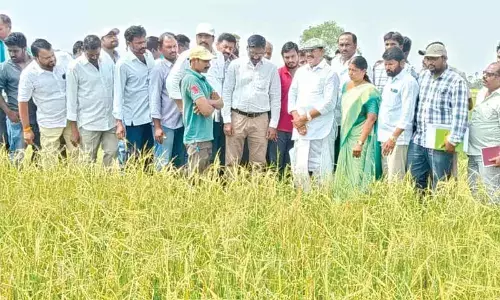 Rains & hailstorm: Officials put crop losses at Rs 14 cr in Nizamabad