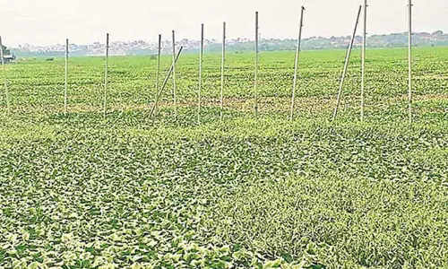 Mosquito menace plagues city’s Mir Alam Lake