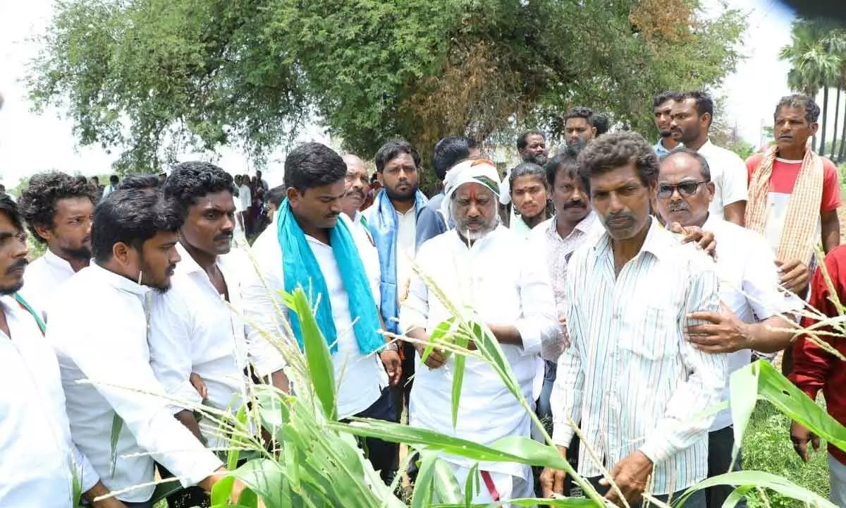 Congress Legislature Party (CLP) Leader Bhatti Vikramarka inspecting rain-hit maize crop during his padayatra in Velair mandal headquarters of Hanumakonda district on Thursday