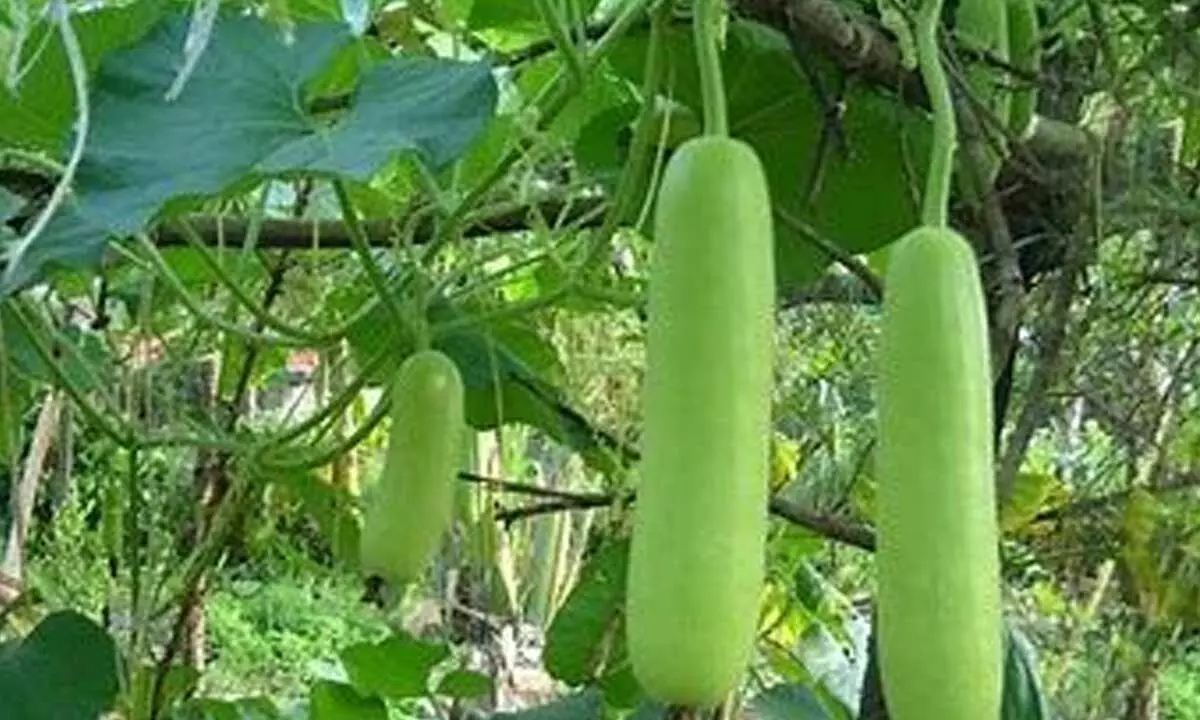 Know the Effective Health Benefits of Bottle Gourd