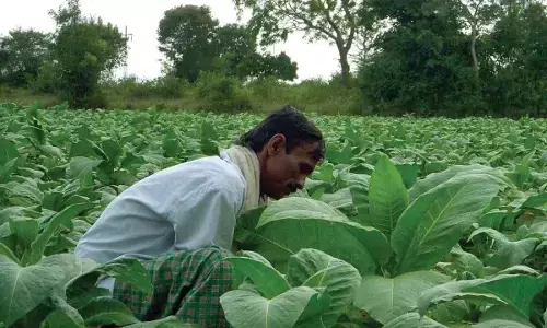 Vijayawada: CM Y S Jagan Mohan Reddy urges Centre to allow sale of excess tobacco, waive penalties
