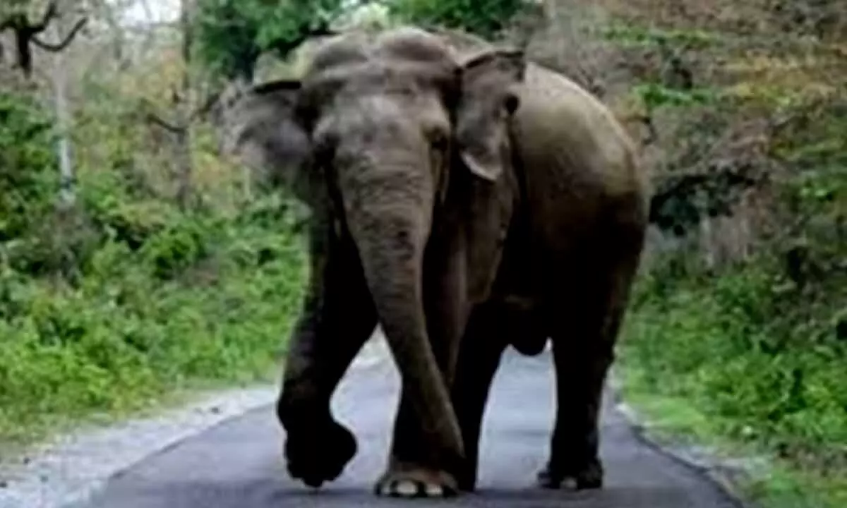 Elephant tramples man to death in Assam