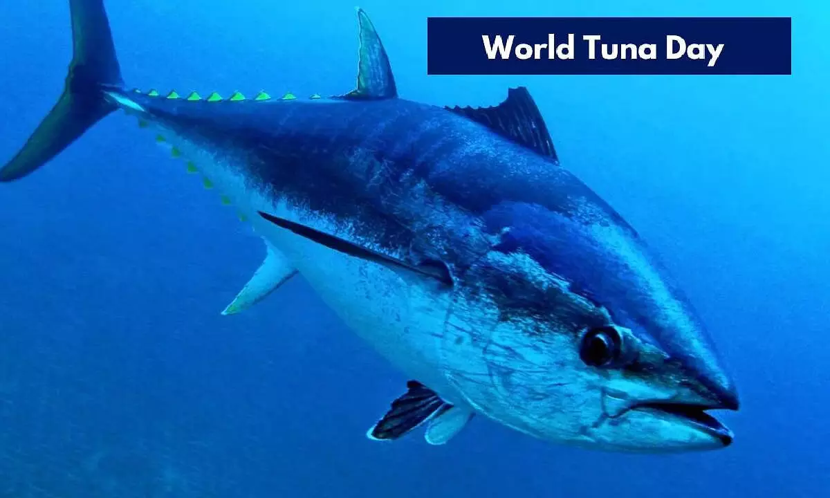 World Tuna Day