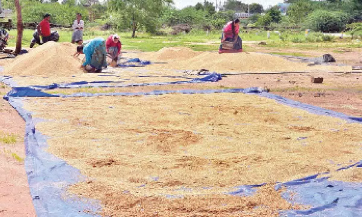 Hyderabad: Government will buy damaged paddy from farmers, assures CM K Chandrashekar Rao