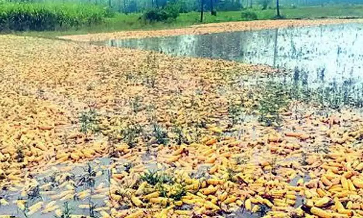 Maize crop washed away by rains in Nallajarla of East Godavari district