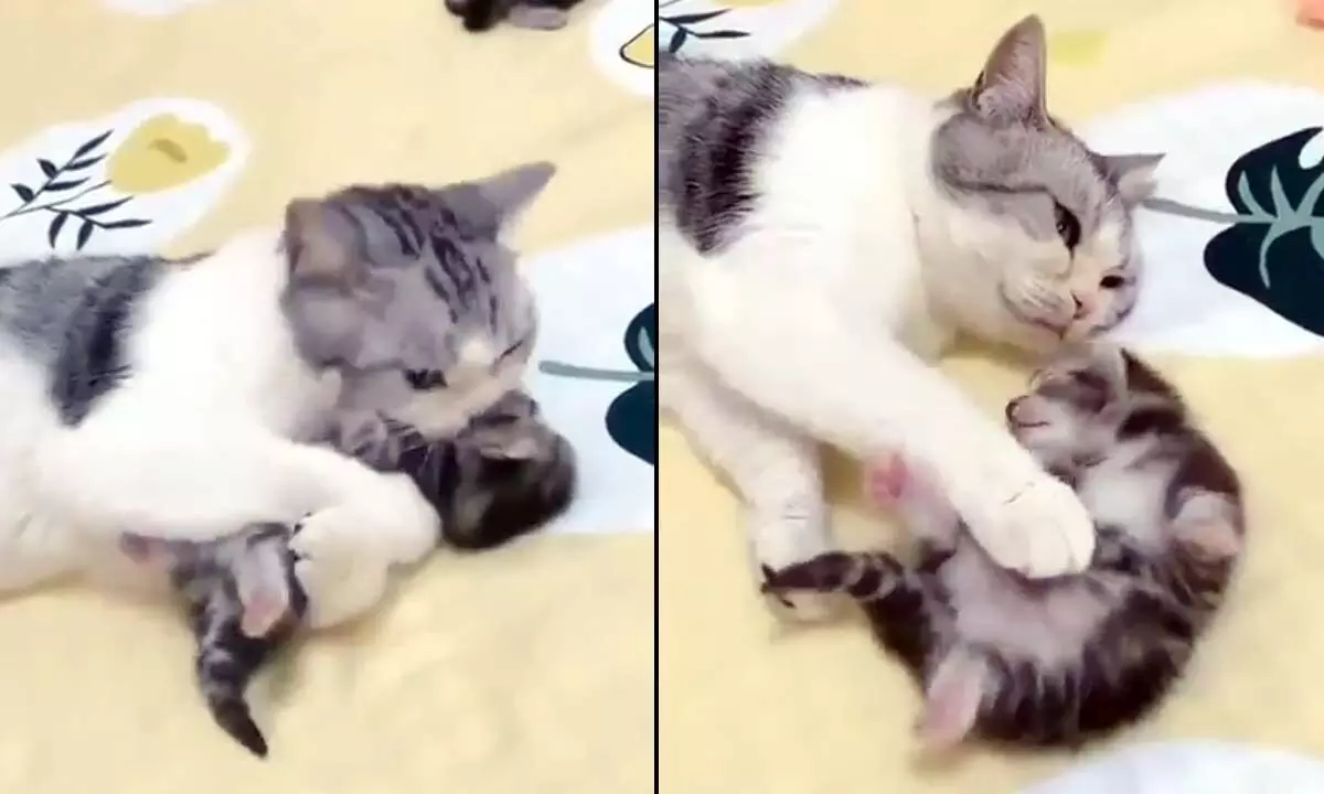 A Mama Cat Loving Her Kitten