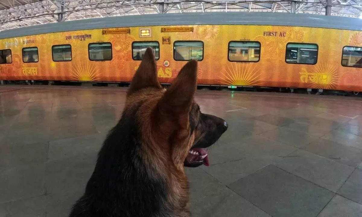 IRCTC to allow passengers to book tickets for their pets online