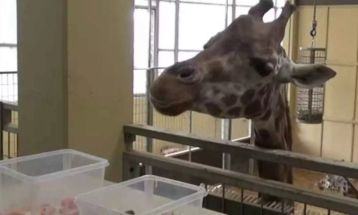 Study finds statistical reasoning by giraffes