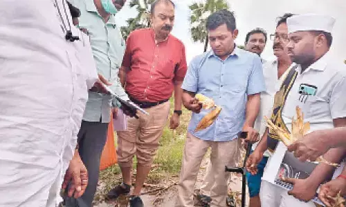 Bapatla: Government to purchase damaged paddy, maize, turmeric crops