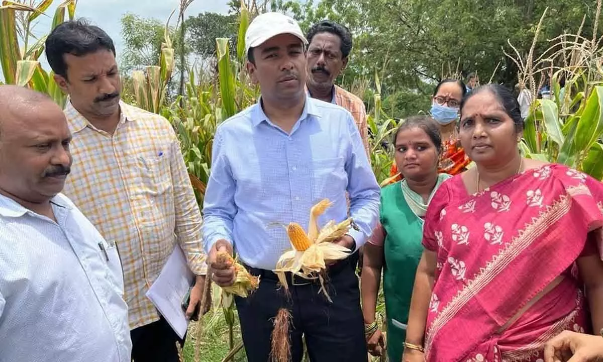 Krishna District Special Officer Lakshmisha observing maize crop at Penamaluru in Krishna district on Sunday