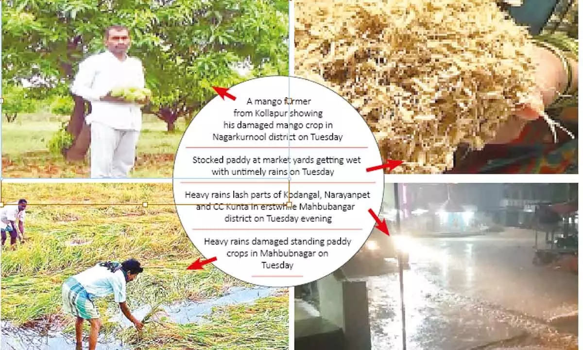 Mahbubanagar: Unseasonal rains cause heavy losses to farmers