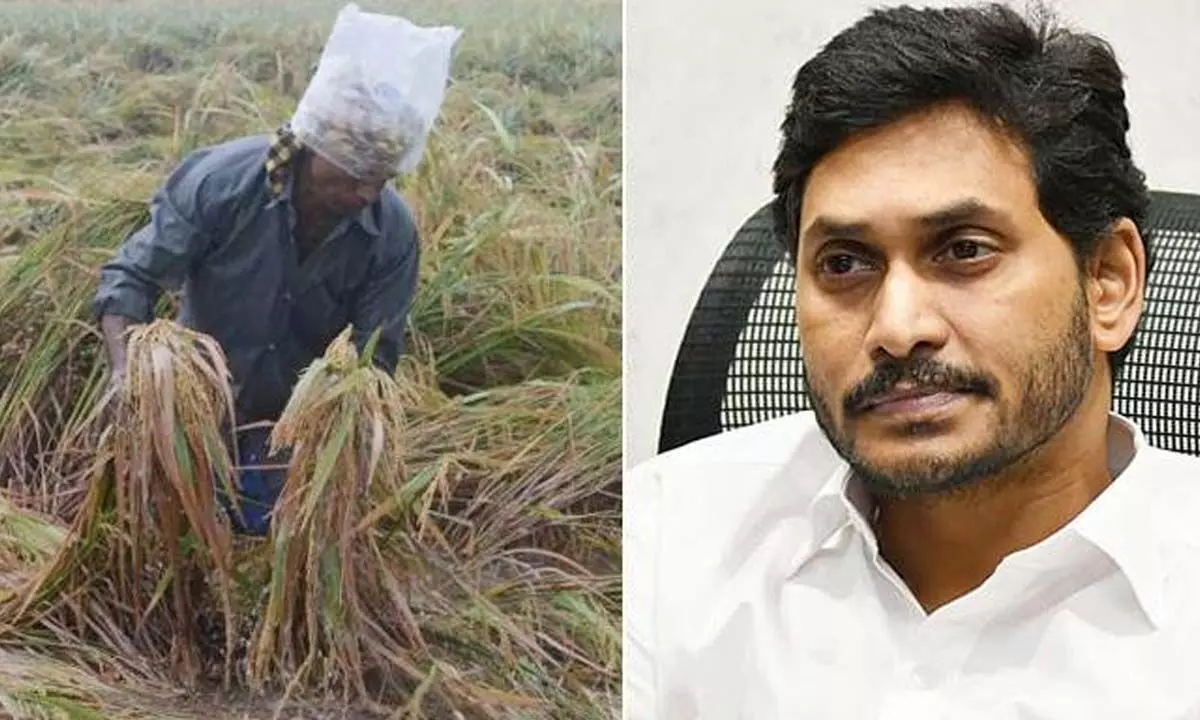 AP govt. disburses money into farmers accounts who lost crops due to untimely rains