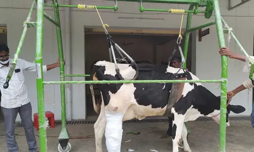 The operated cow at the College of Veterinary Science in Tirupati