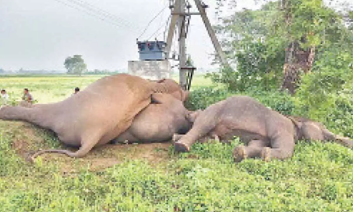 Parvathipuram: 4 elephants electrocuted in Manyam dist