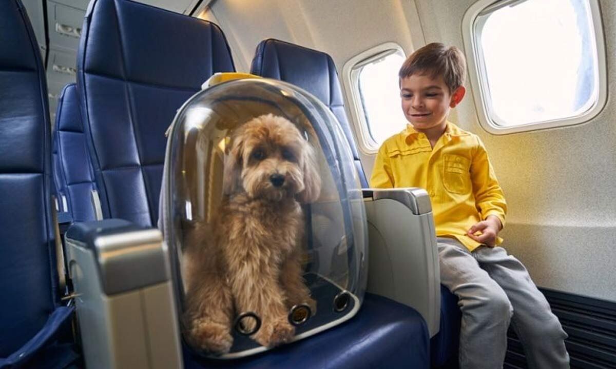 How to travel with your pet without the stress!